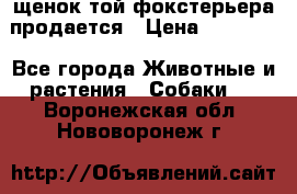 щенок той-фокстерьера продается › Цена ­ 25 000 - Все города Животные и растения » Собаки   . Воронежская обл.,Нововоронеж г.